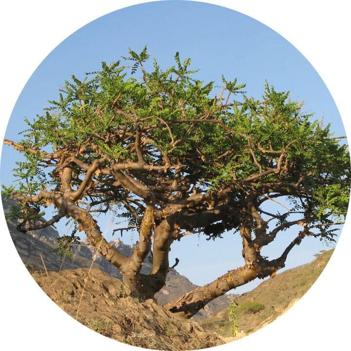 strom boswellia